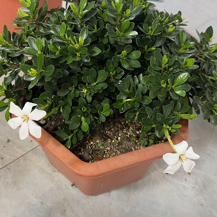 *****无花朵玉荷栀子花