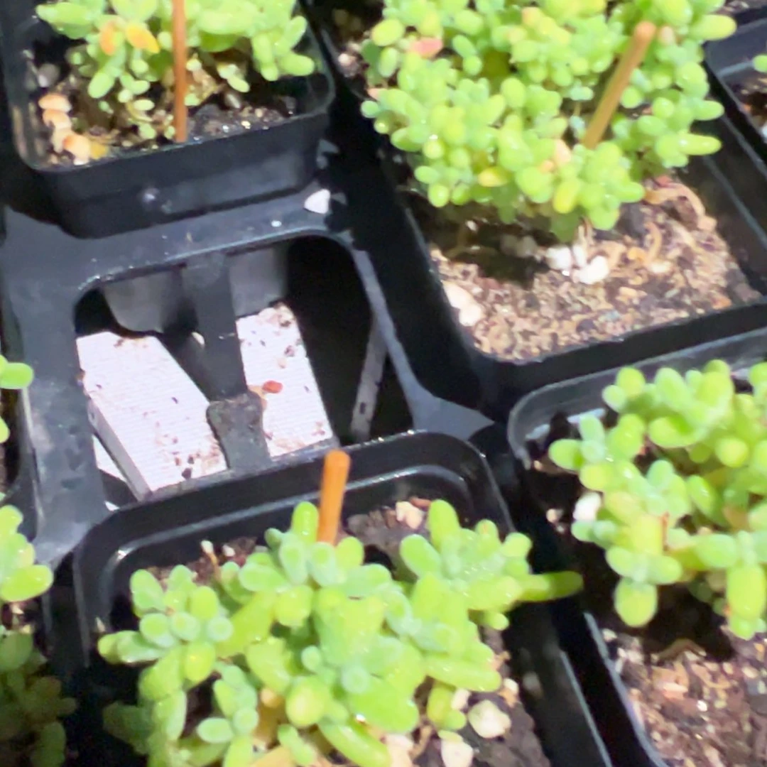 蜜橘小颗55杯精品