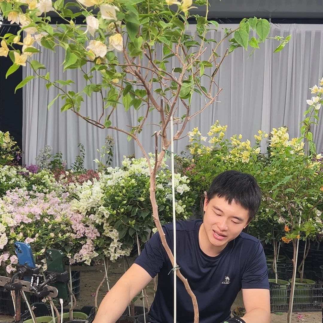 ****喵大部分花苞少量开放K47苏瓦娜