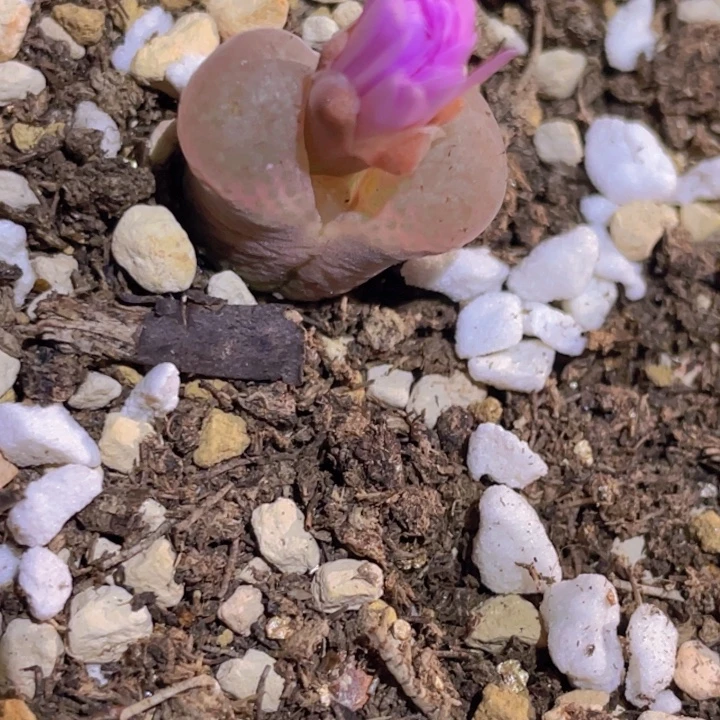 158889665555255555521588