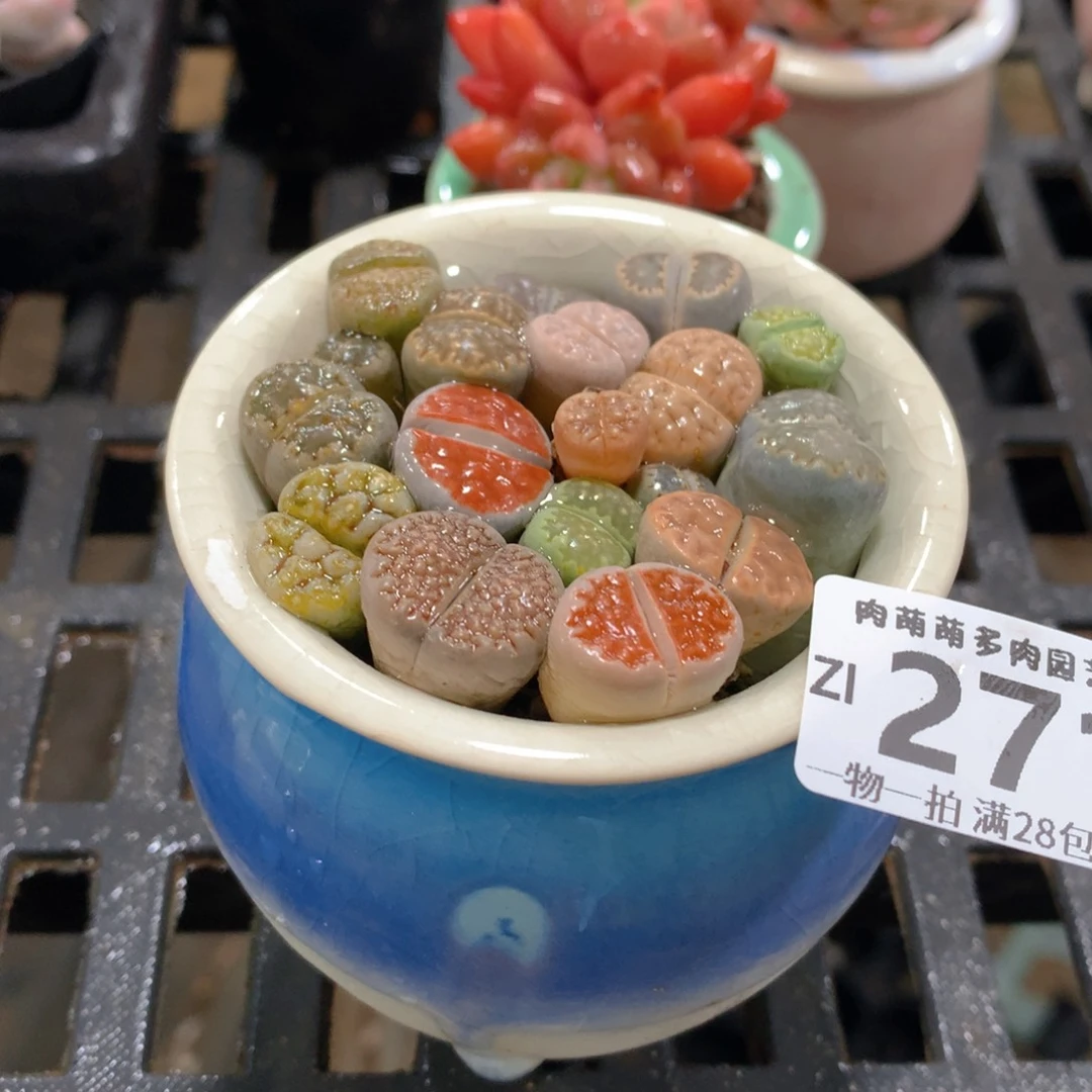 肉萌萌拇指盆精控多肉ZI271