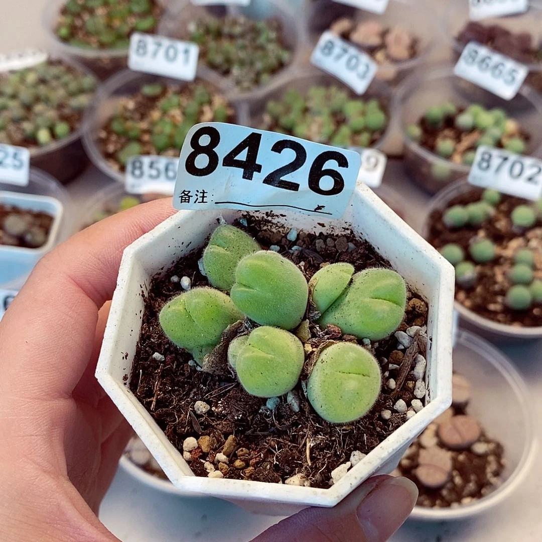 8426毛脆滴啦咯啦咯哦