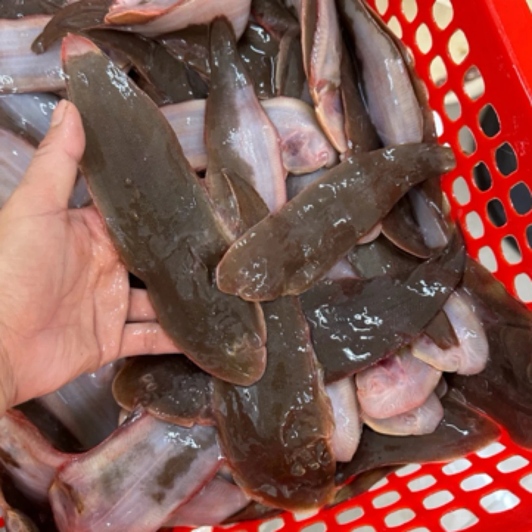 阳江网捕新鲜龙利鱼密鳞龙舌鱼海鲜顺丰