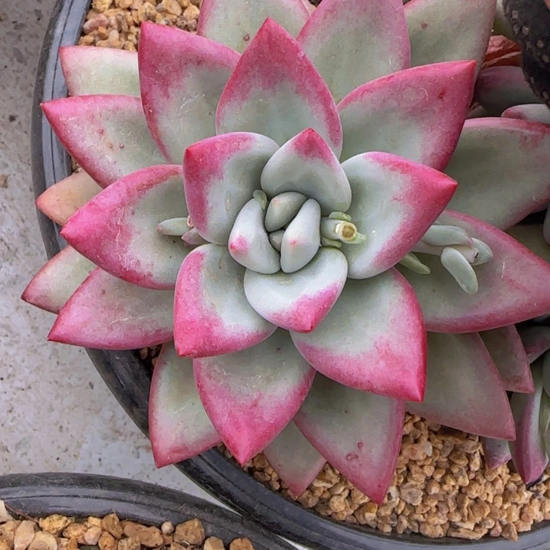 多肉植物多肉植物