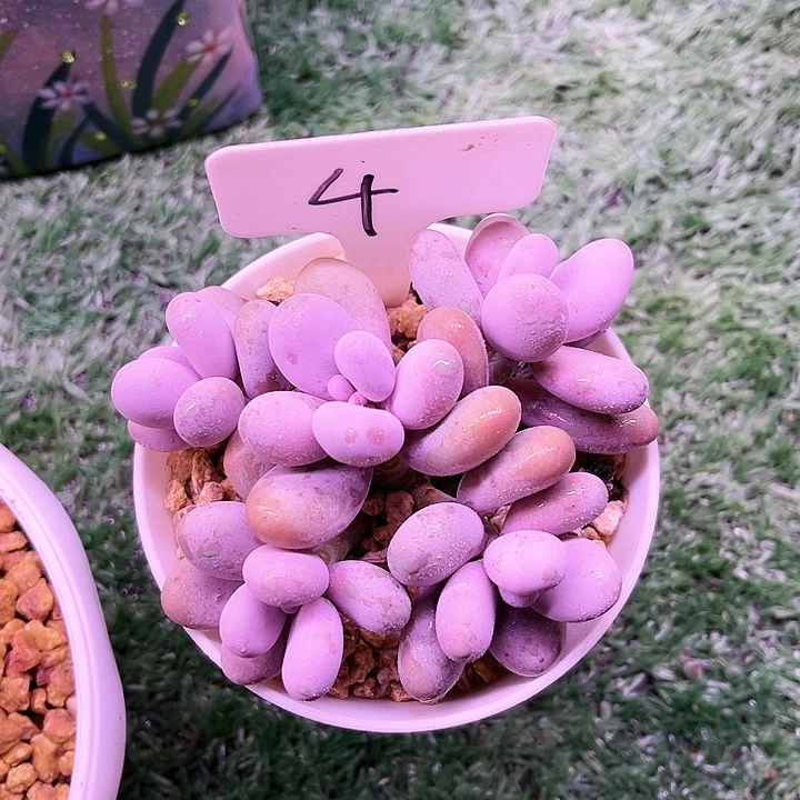 我是第一百个为妖姬