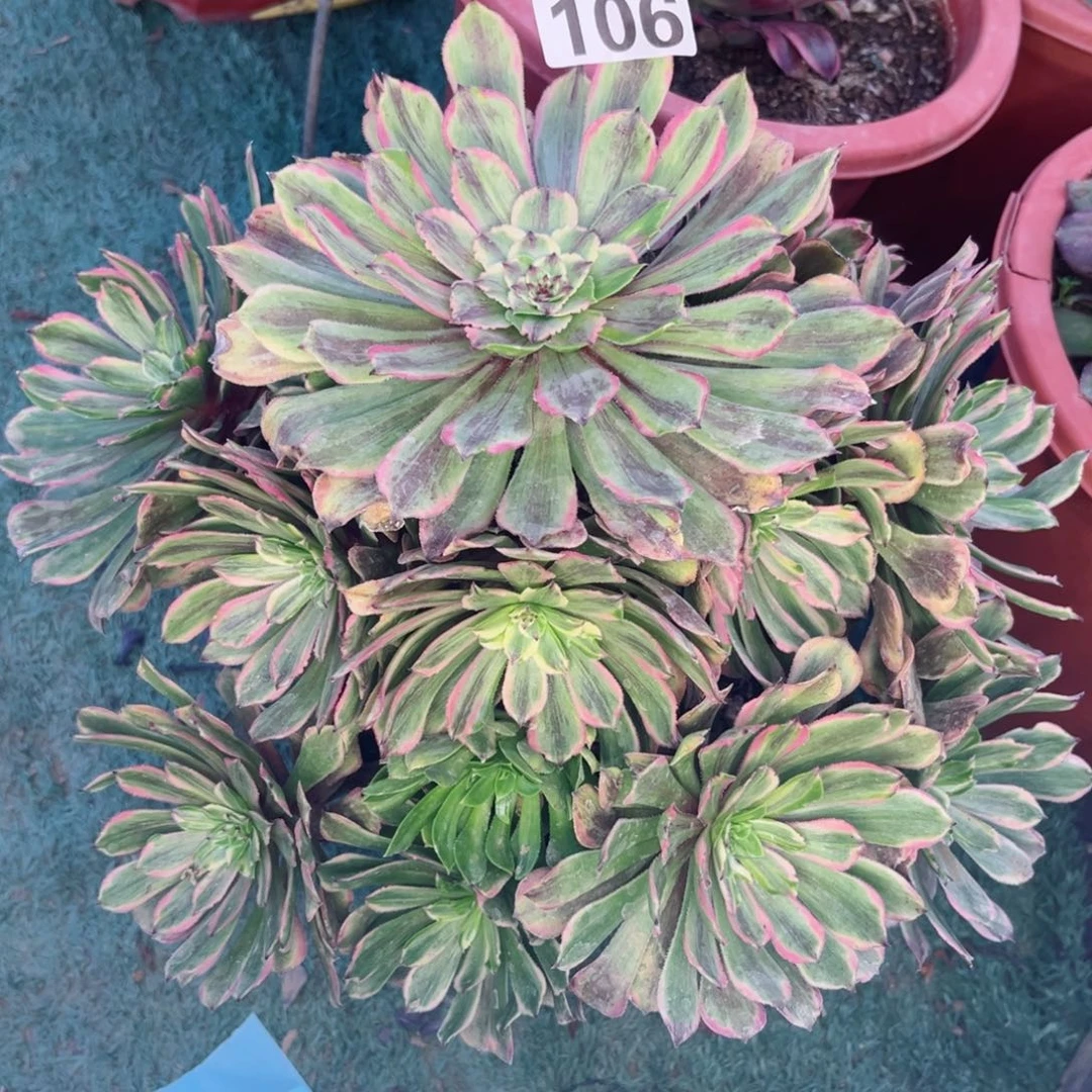 雪*痕106花脸粉黛多肉植物