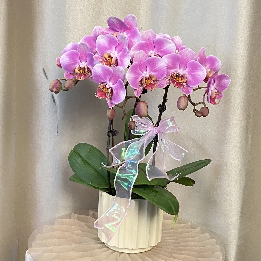 紫霞仙子 中花型 粉紫色 桌面花好养耐养耐 欧品蝴蝶兰 基地直发