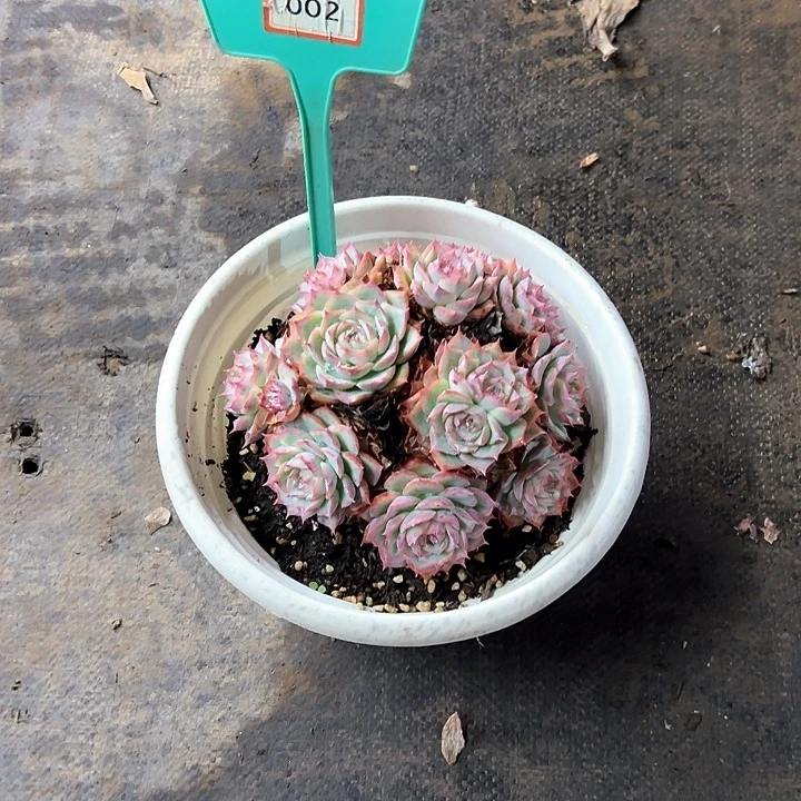 星***线侧影多肉植物提取002