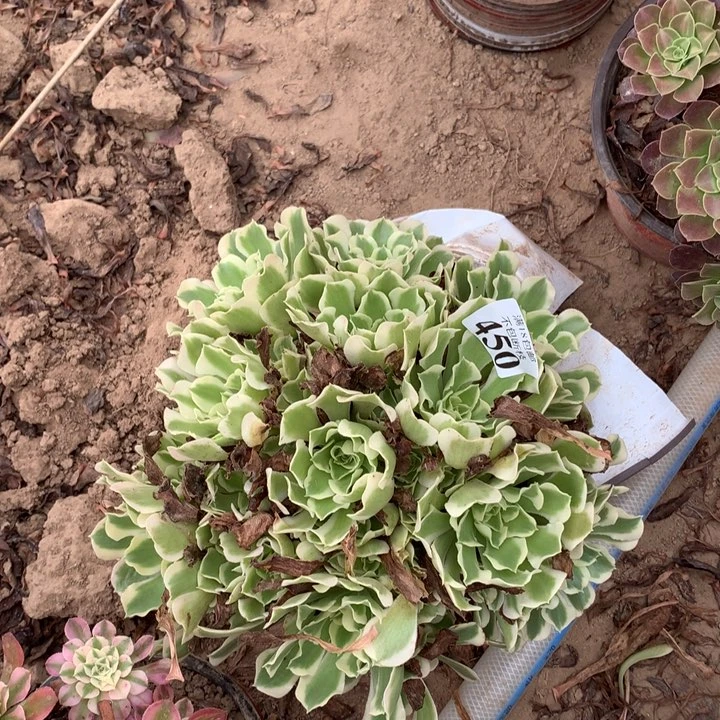 450雨花石大绣球东棚
