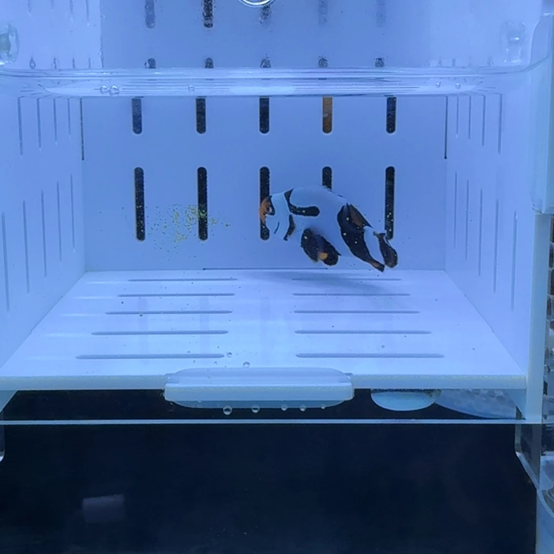 海水鱼黑卡小丑鱼