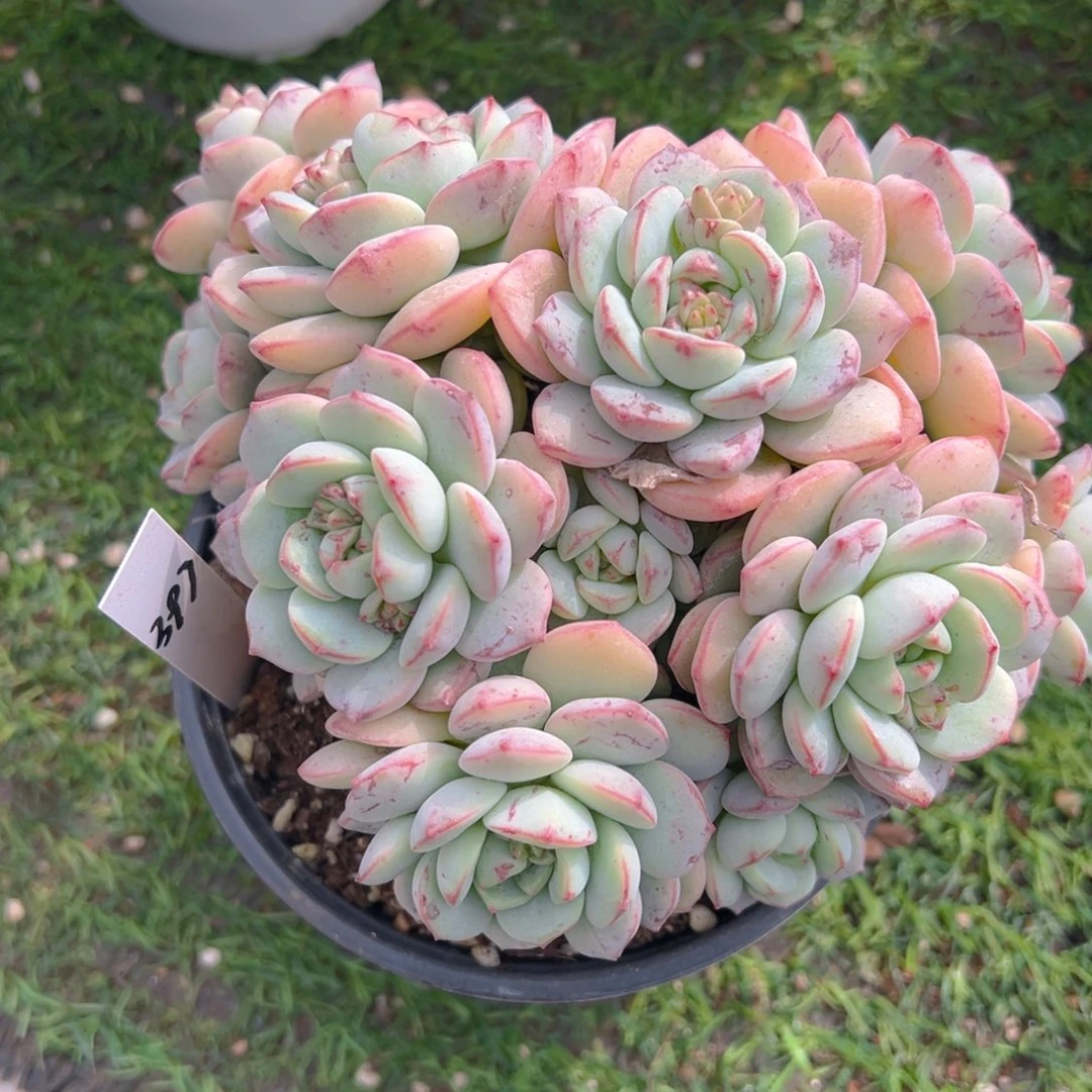 香玉等多种名贵的产品和服务于