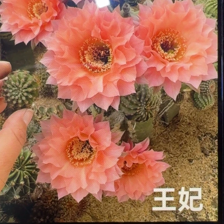 25彩草王妃歪4公分左右无根侧牙，20包邮