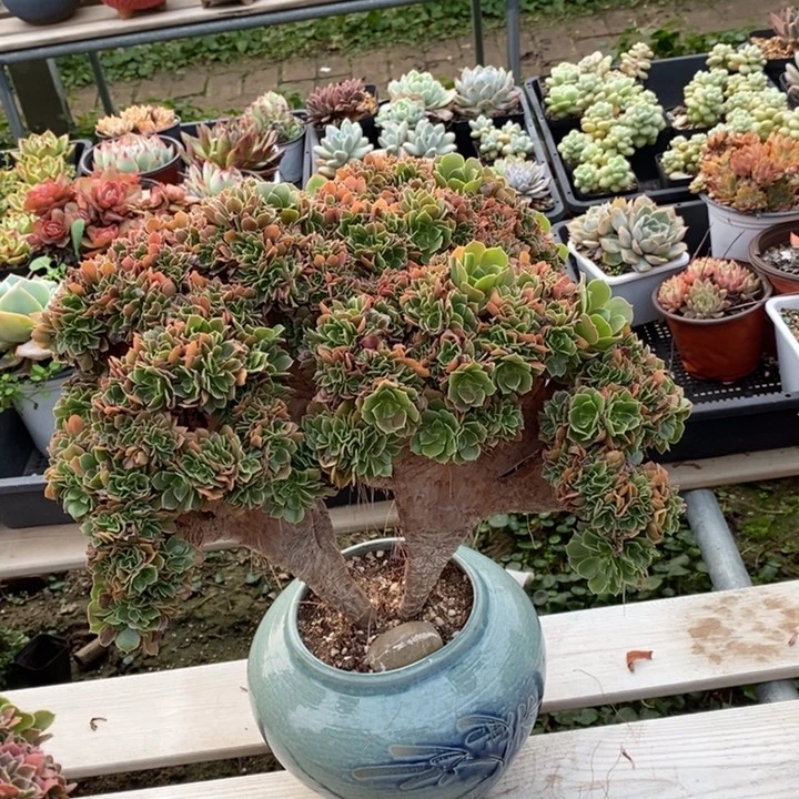 玫瑰朵朵缀不带盆脱土裸根发货