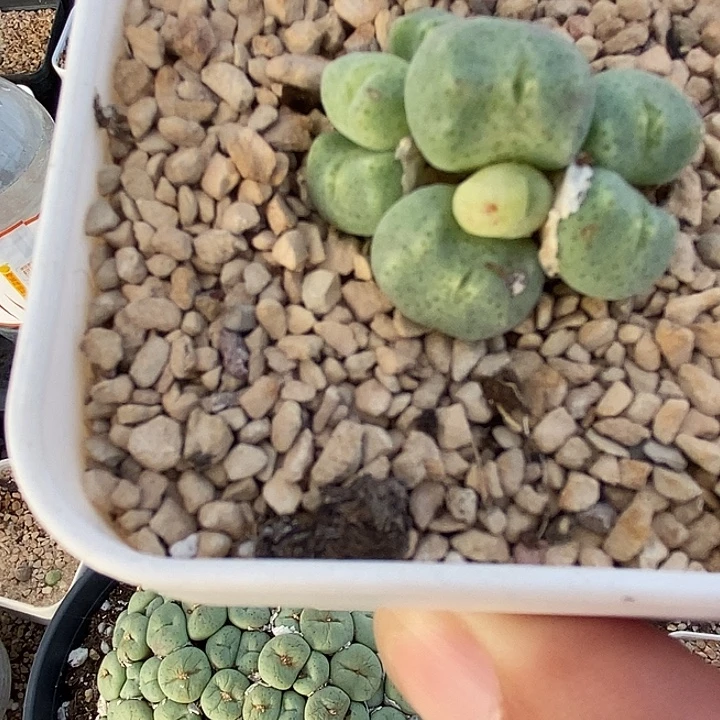 2534绿豆糕一群。