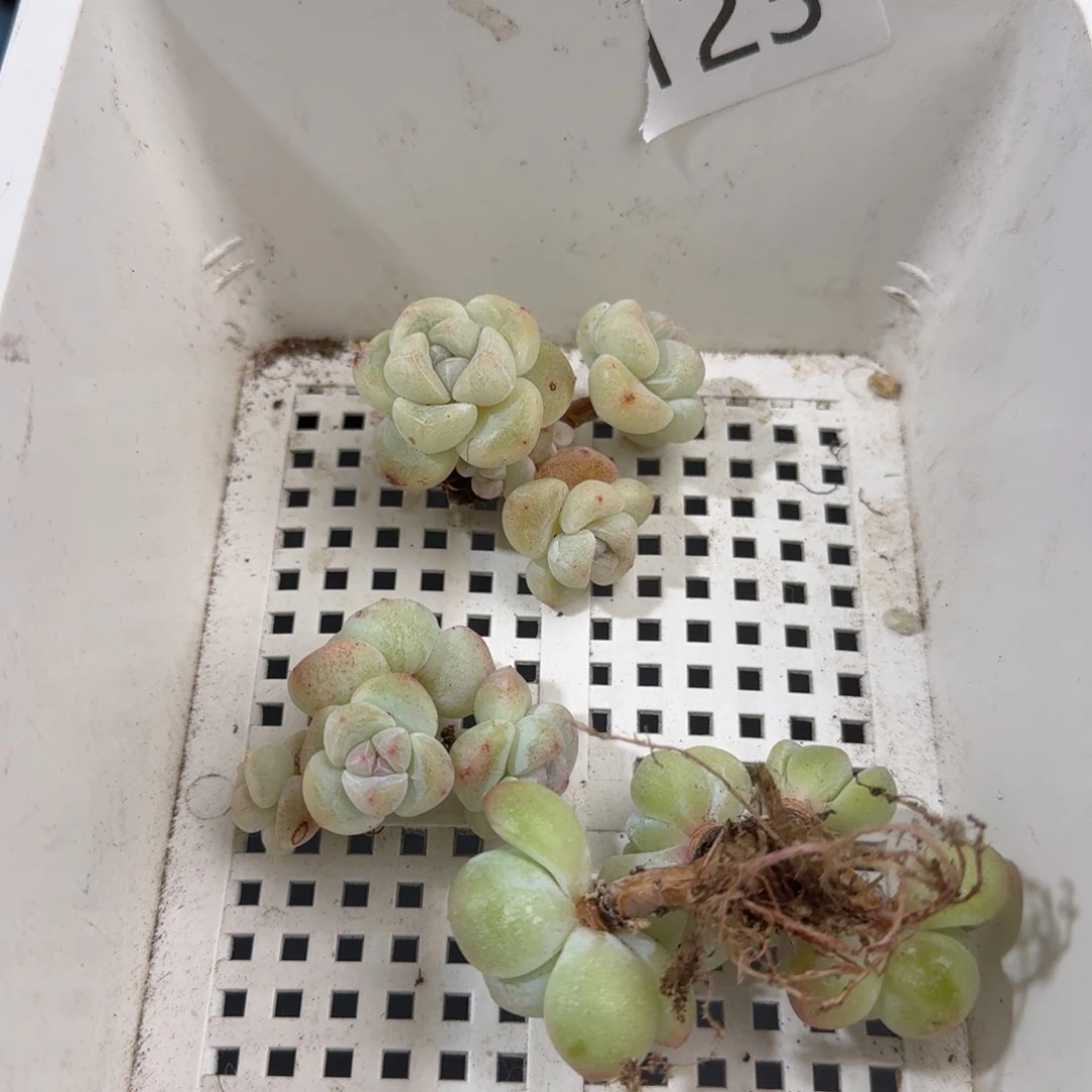 123 号到手一框江北多肉