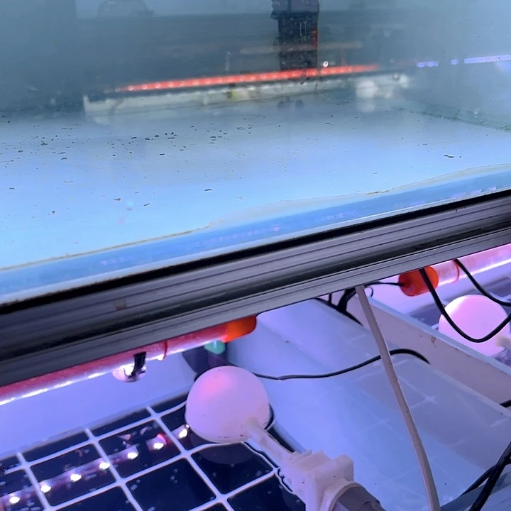 清道夫鱼专拍200链接