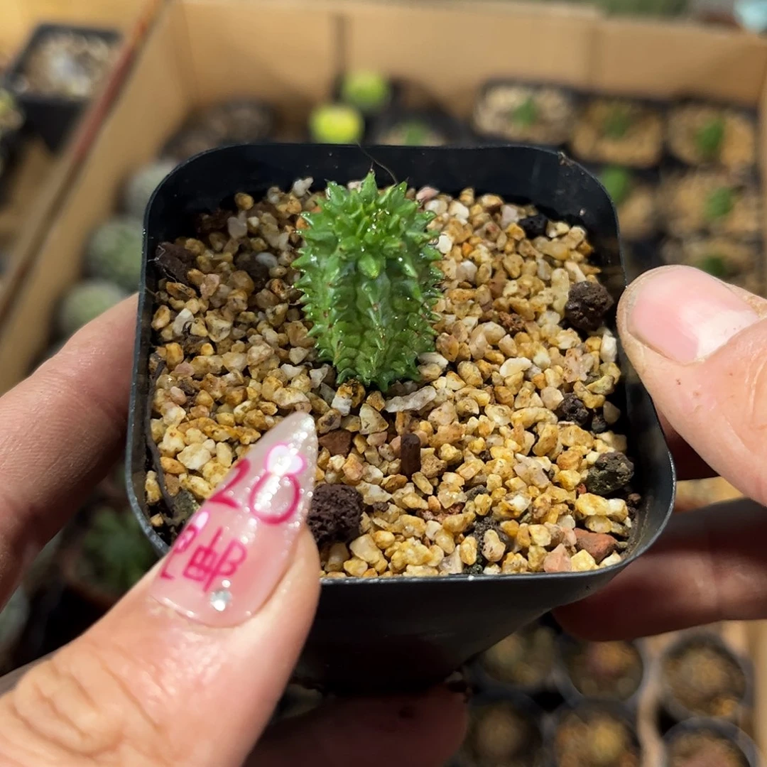 海胆大吉单头发货有根