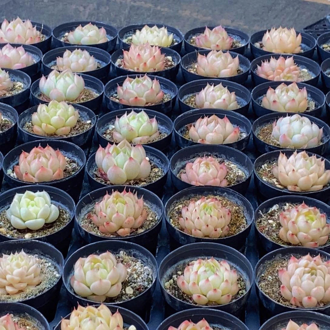 108多肉植物保护研究所所长的介绍