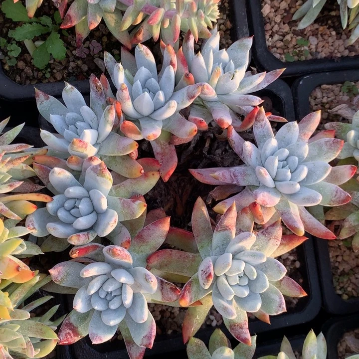 阿金尼，多肉啦啦啦啦啦