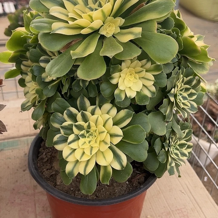 2.6-2新尼亚多肉