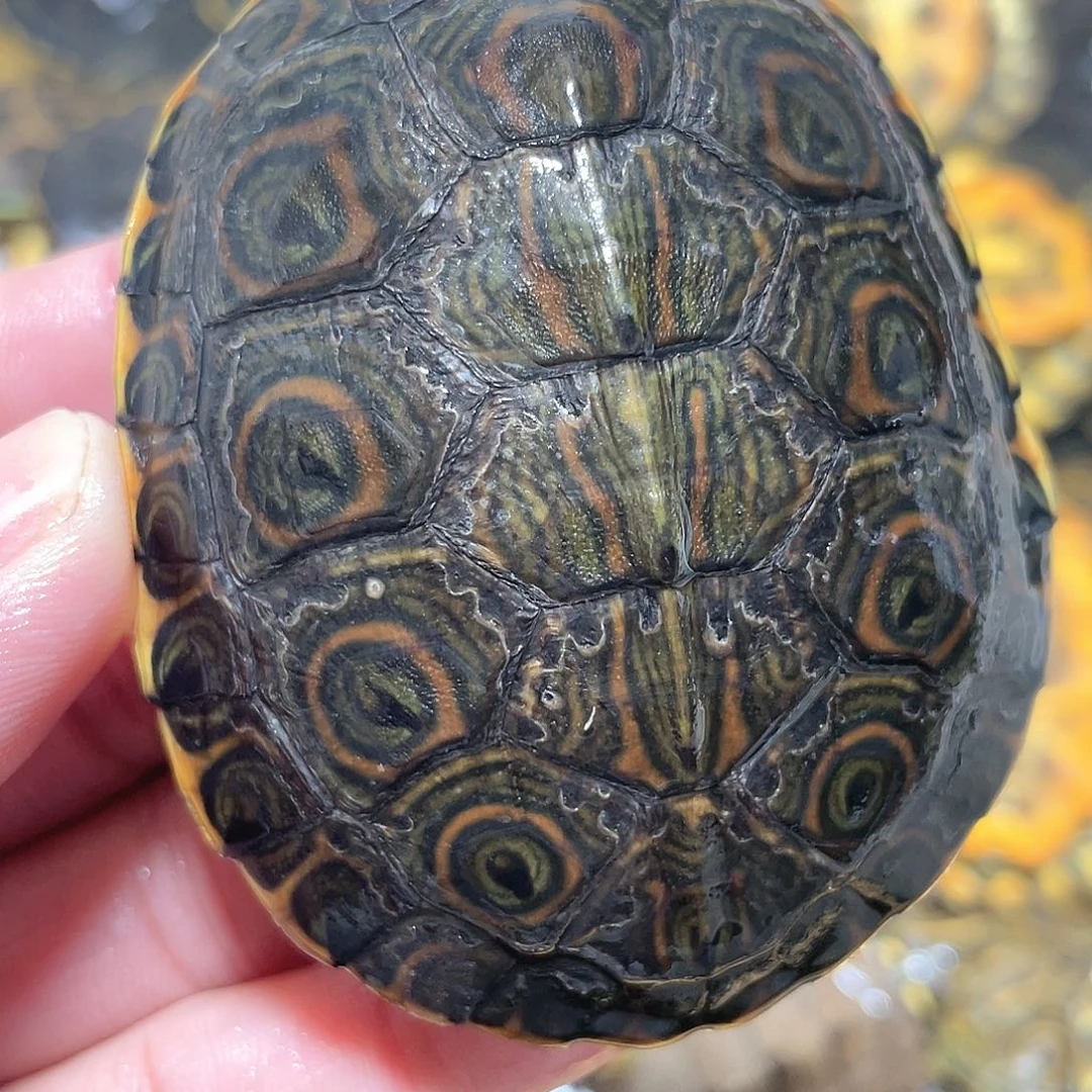 宠物龟不分公母7.2