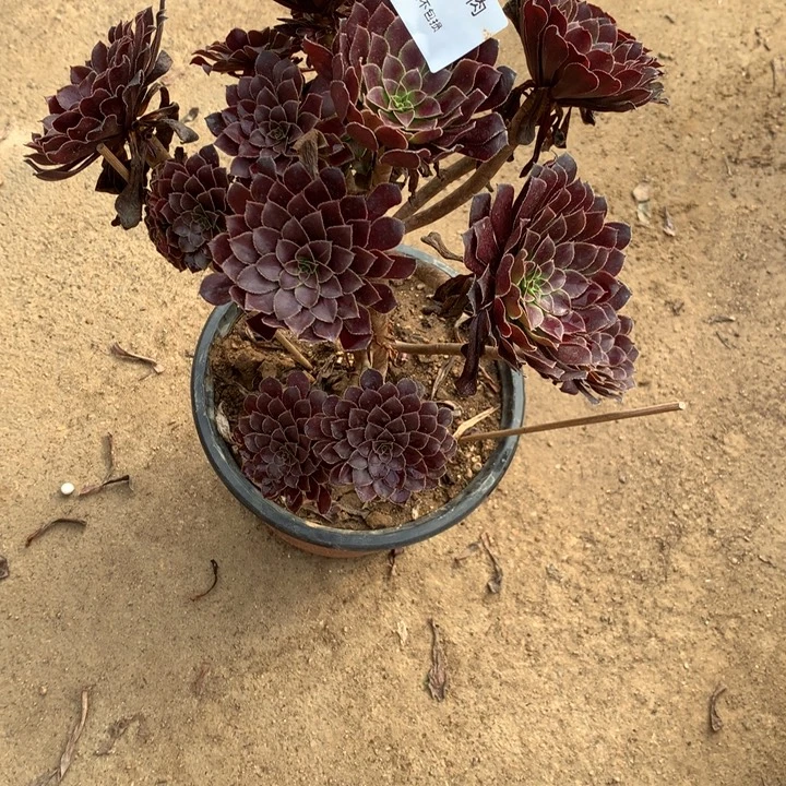 812黑铜多肉植物特价