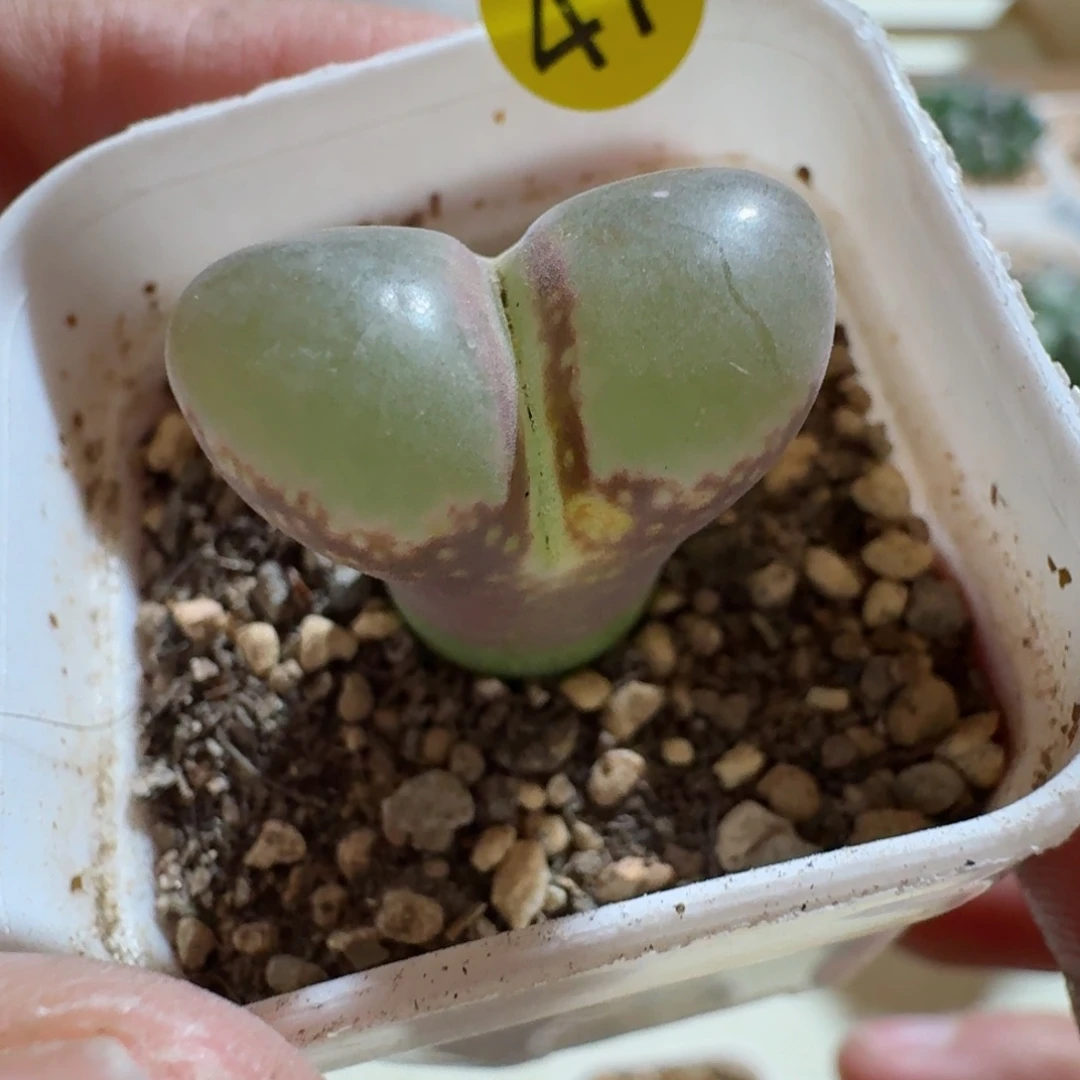 李****)47..........多肉......