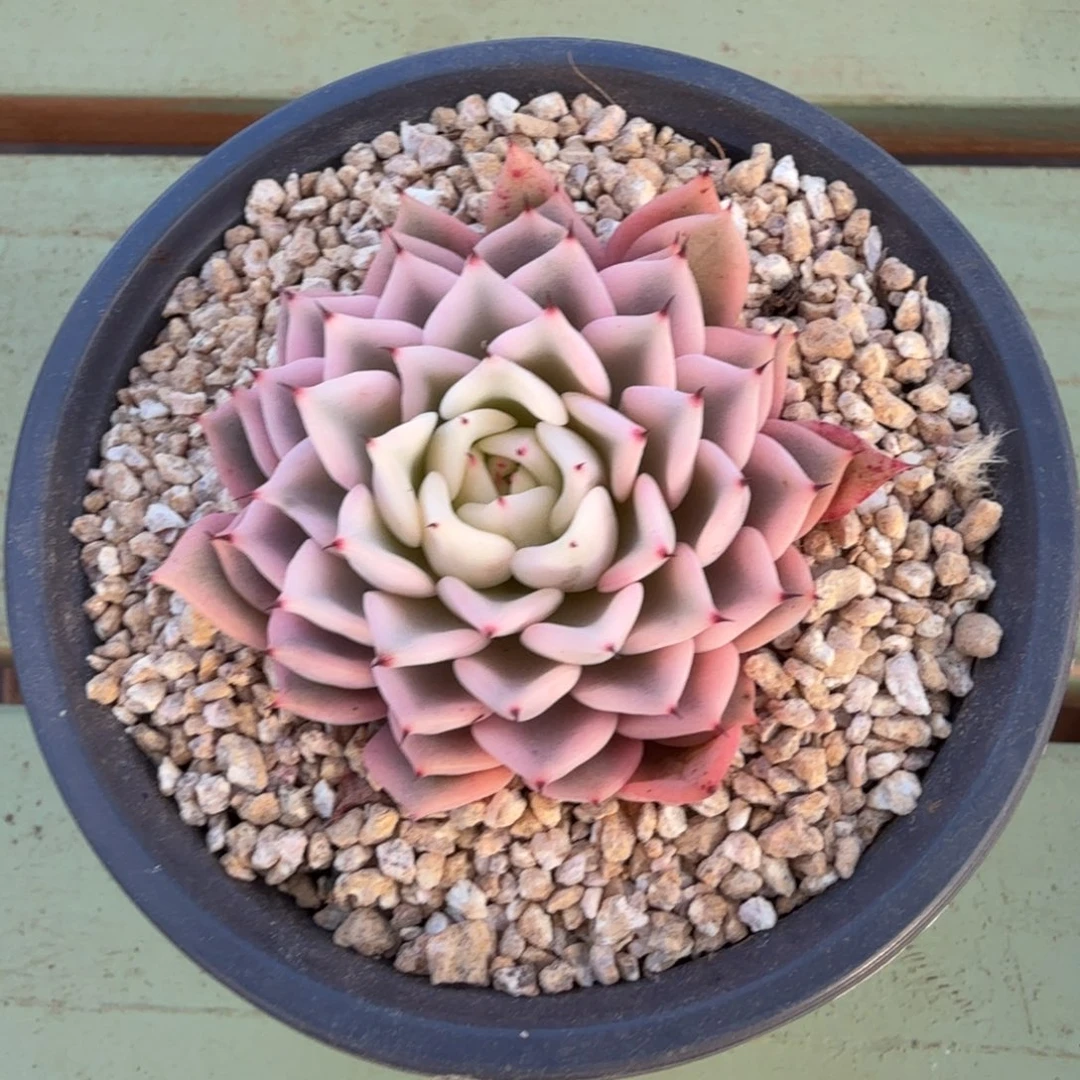 吉尔巴玫瑰锦锦上园艺一物一拍