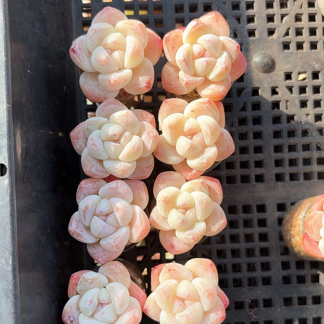 单头冰玉大号一组8颗带盆