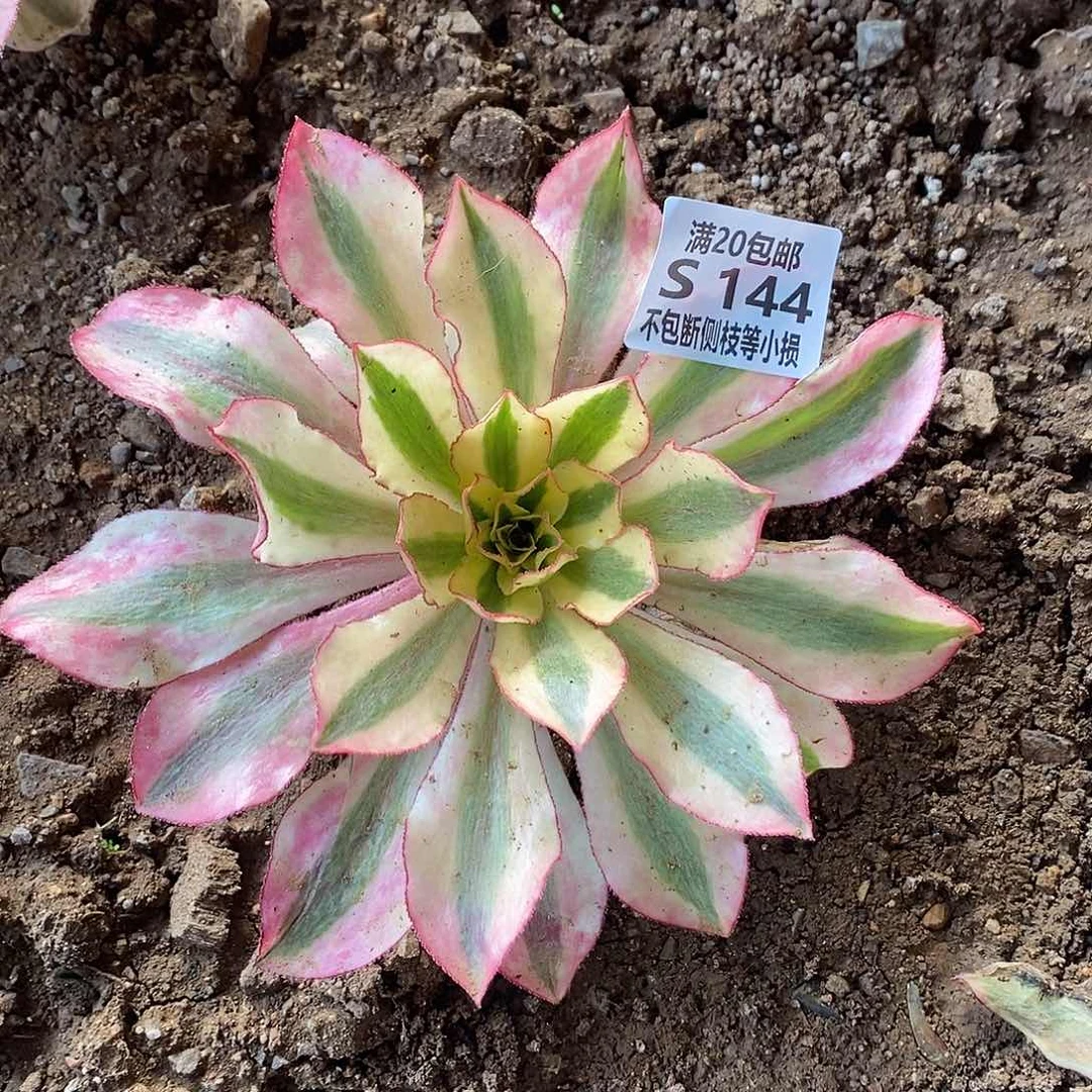 144魅影多肉法师锦