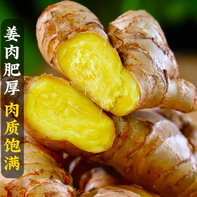 云南高山新鲜现挖小黄姜老姜生姜调味姜味浓郁辛辣