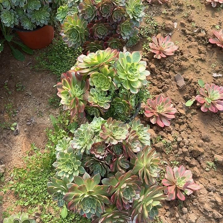 多肉植物万黄锦15无售后