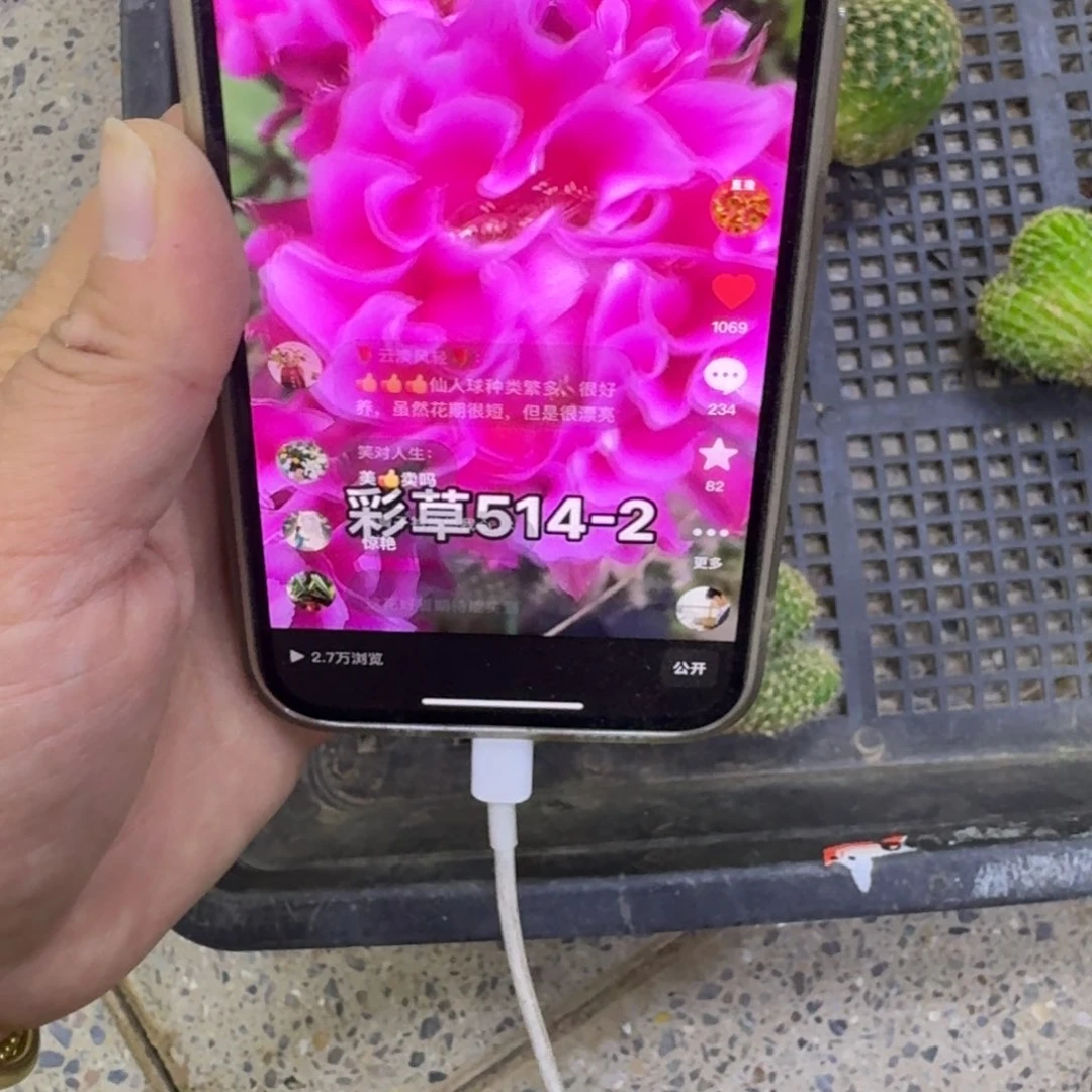 246彩草514.2嫣然缀化无根侧牙3公分左右，20包邮