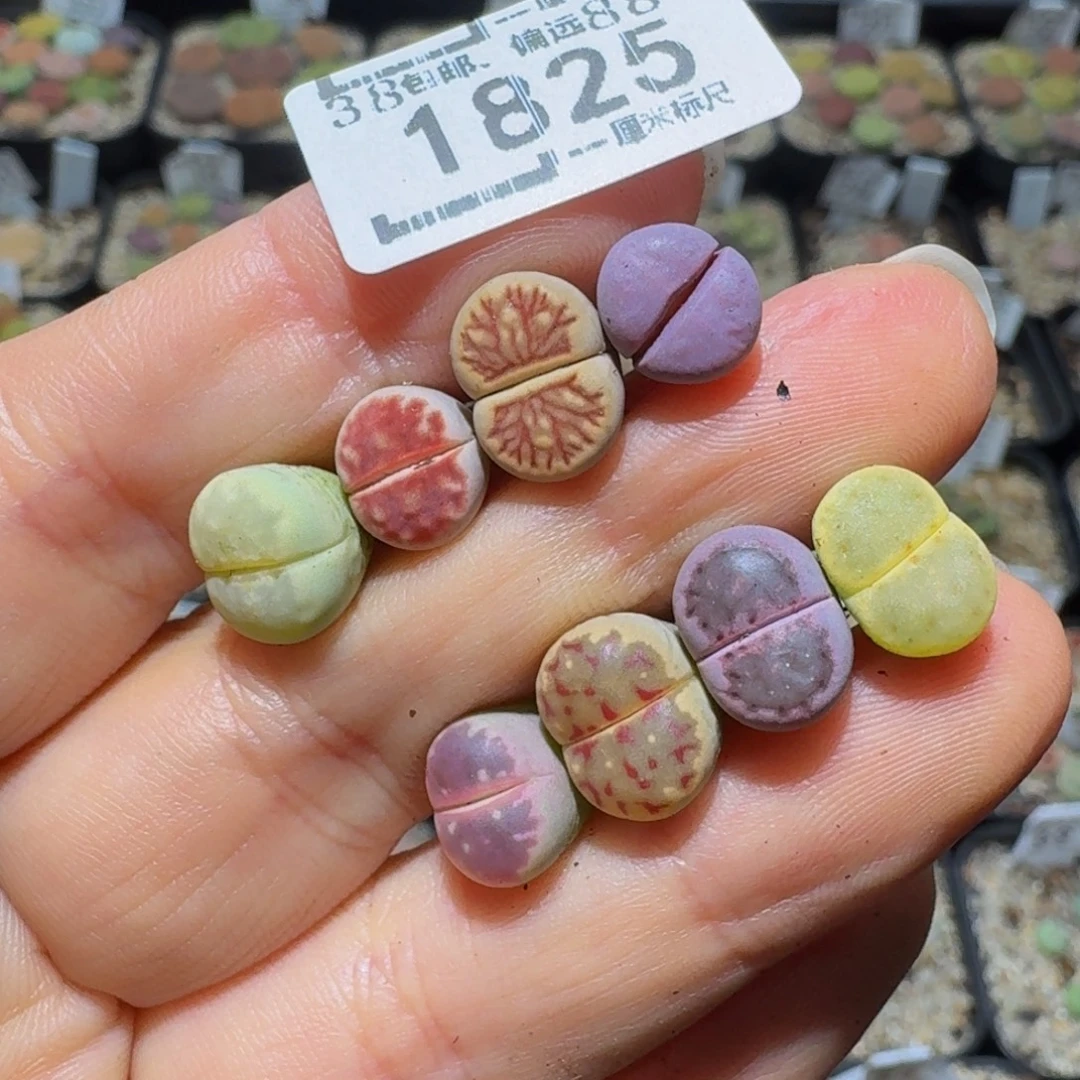 鹅***哈板娘亏本卖货了1825