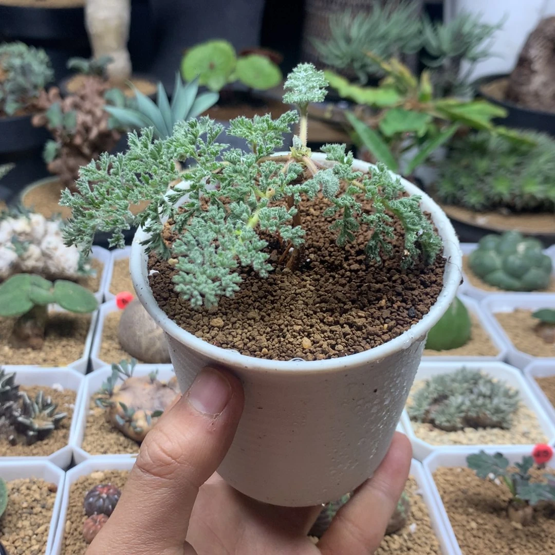 枯木杨葵母本带盆