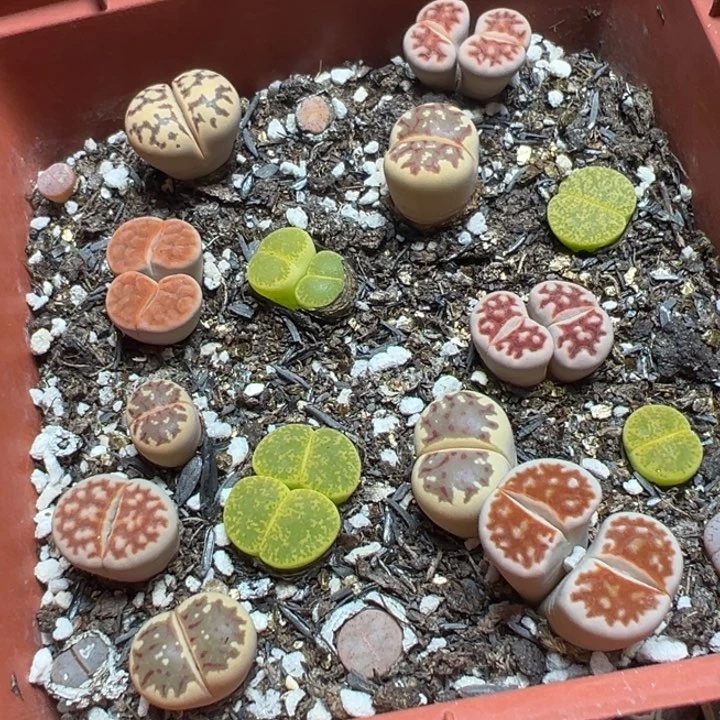【闪购商品】 514。