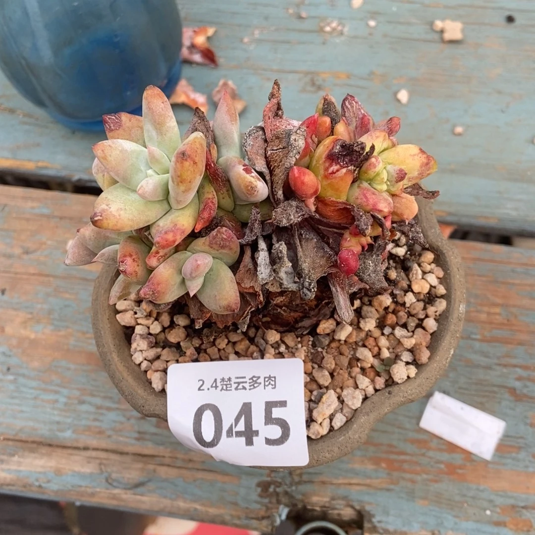 045多肉植物啦啦啦