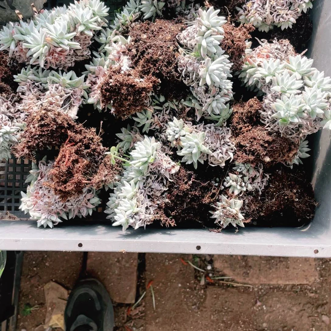 冬*白菊一物一拍一筐