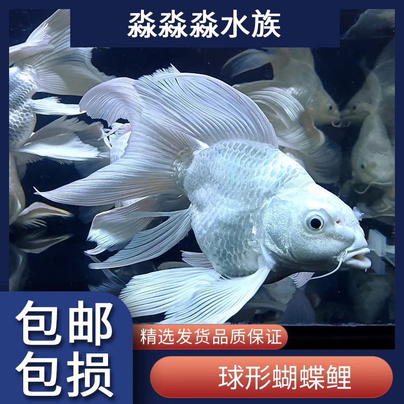 台湾狮头大蝴蝶鲤球形短身大鳍大尾观赏鱼贵妃好养冷水鱼锦鲤活体
