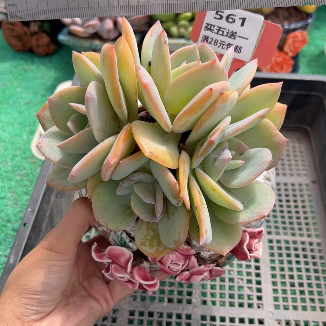 表妹精品多肉植物561.