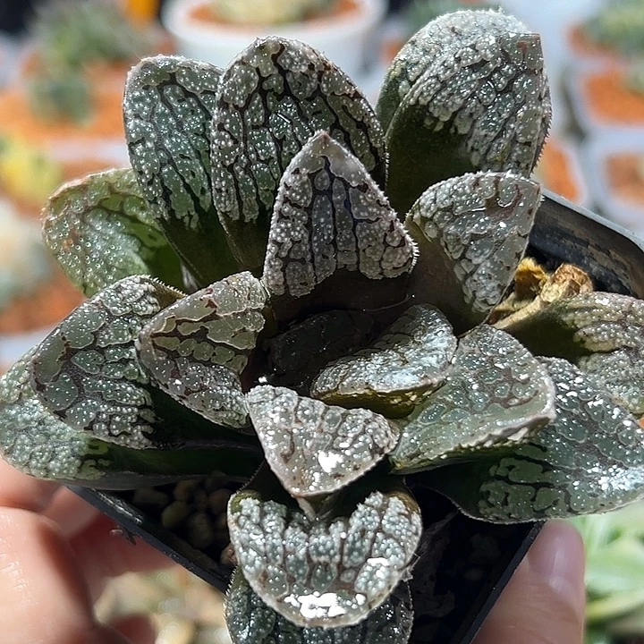 十二卷多肉魔多寿