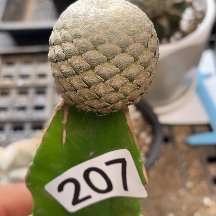仙人球鱼鳞大吉207号