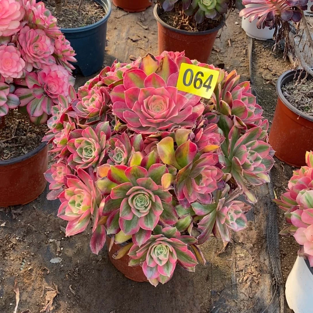 男神多肉法师064