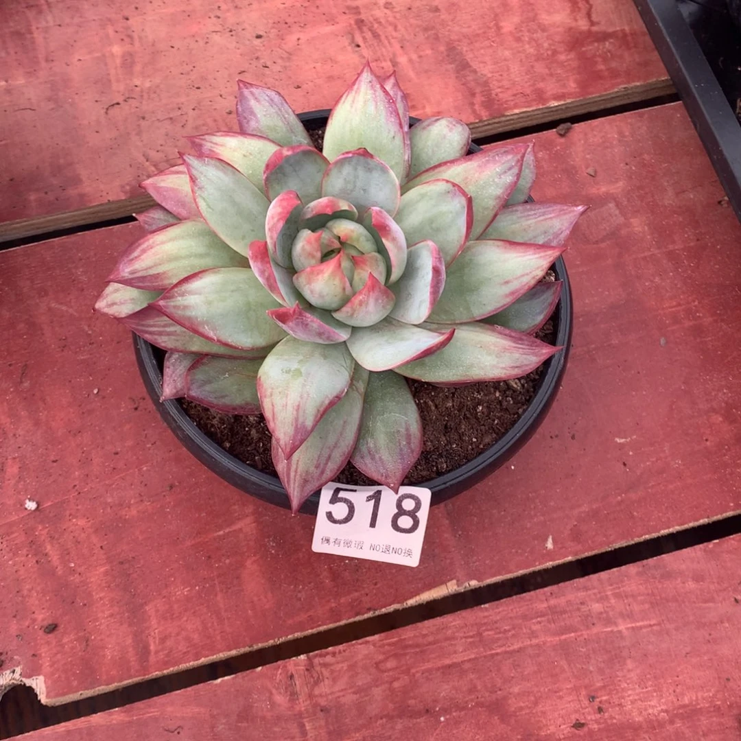 518惊鸿仙子多肉植物