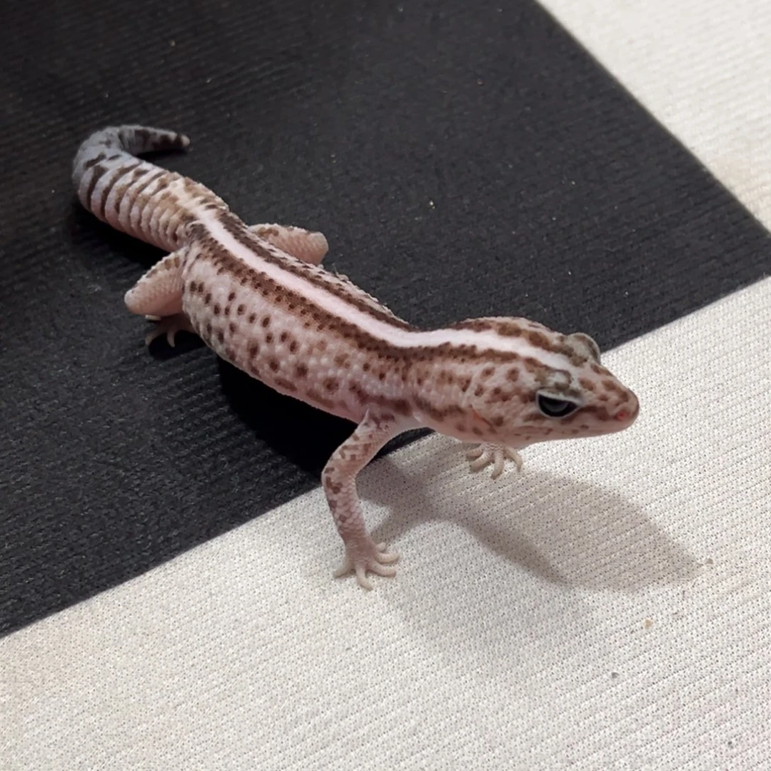 肥尾守宫奶奥无公20g