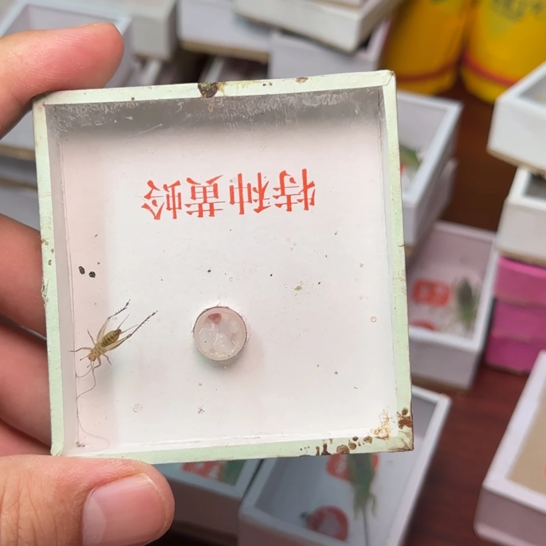 特级大黄蛉1只
