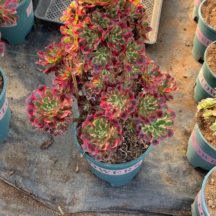 494冰淇淋多肉植物特价