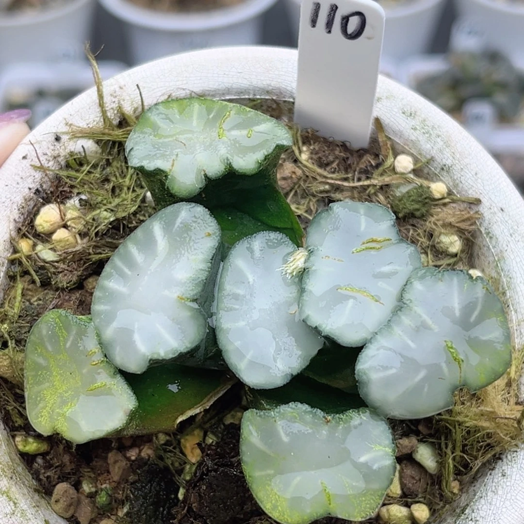 110盐湖城万象福利专场