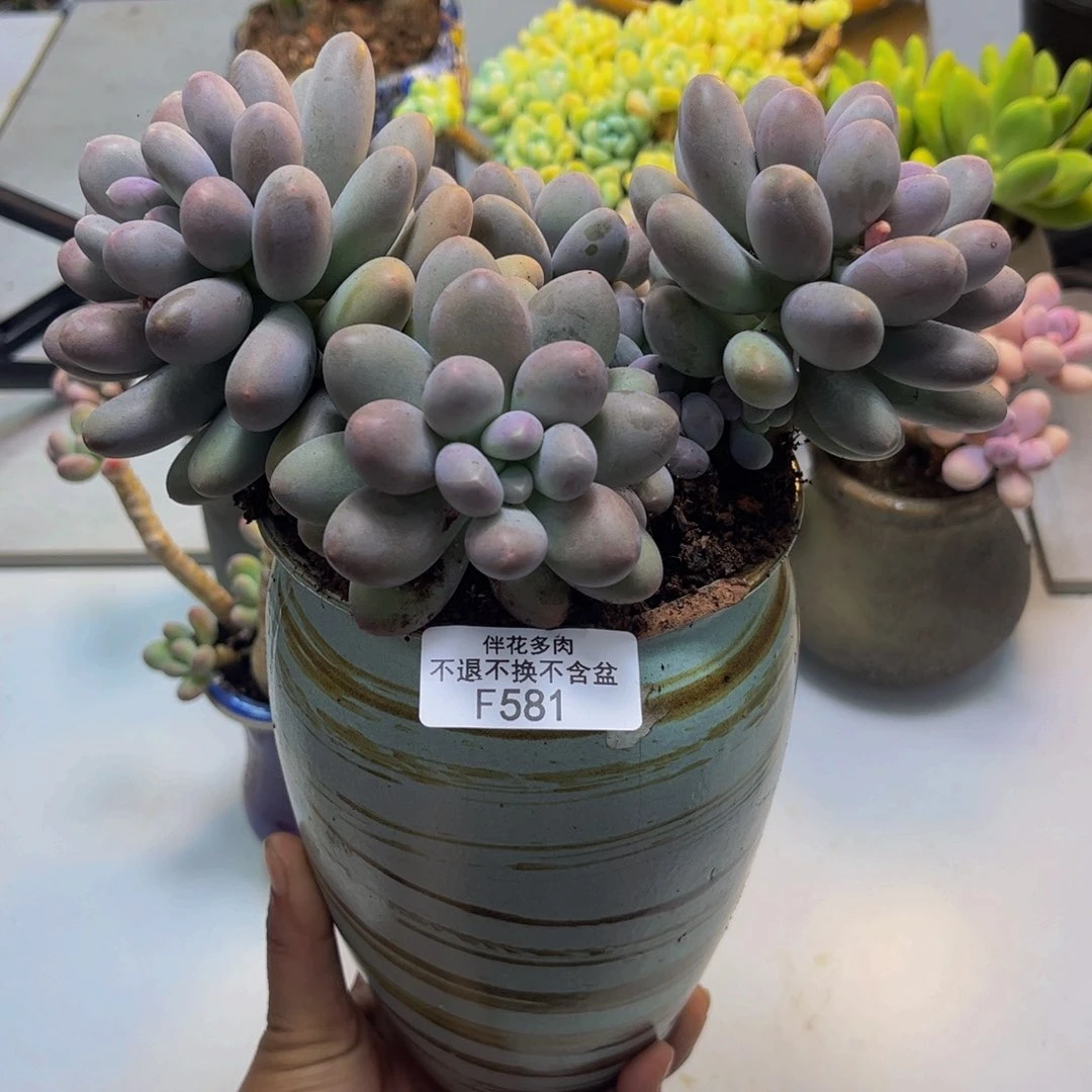 蛋奶奶581/16cm多肉
