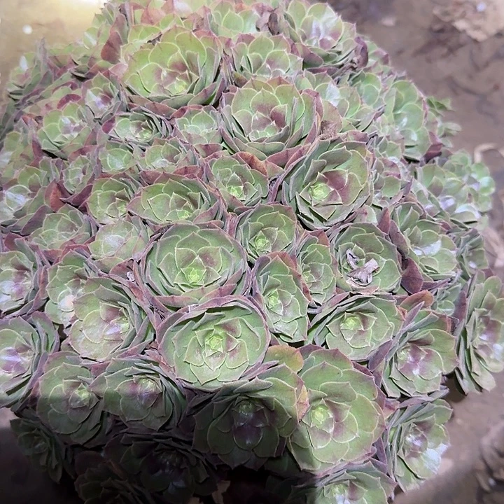 精品红心沙拉碗巨无霸亏本福利